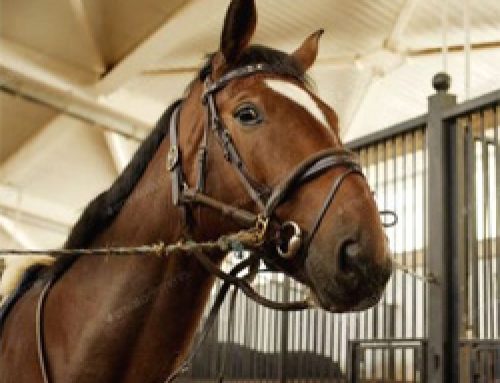 Building for Horses: 5 Essential Considerations for Equestrian Concrete Bases